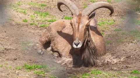 Barbary Sheep basking in the sun Vídeos de archivo 295169342