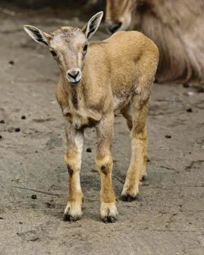 Barbary Sheep in captivity - young Stock Photos