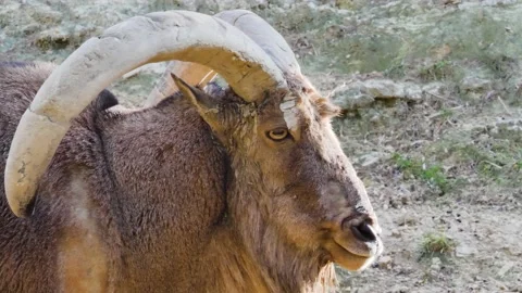 Barbary sheep close up Stock Footage 168777975