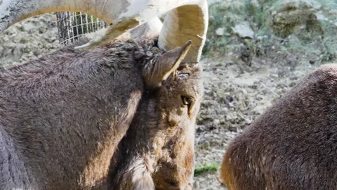 Barbary sheep close up Stock Footage 168777988