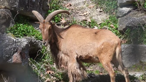 Barbary Sheep eating grass Vídeos de archivo 295169482