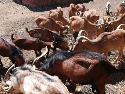 Barbary Sheep Eats Raw Material Food Stock Photos
