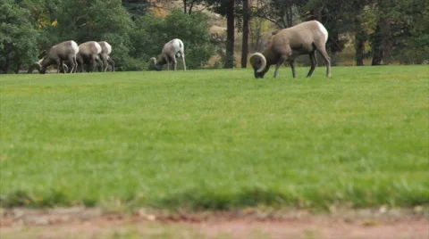 Barbary Sheep Stock Footage 882556