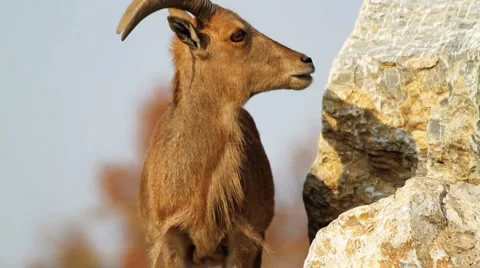 Barbary Sheep Stock Footage