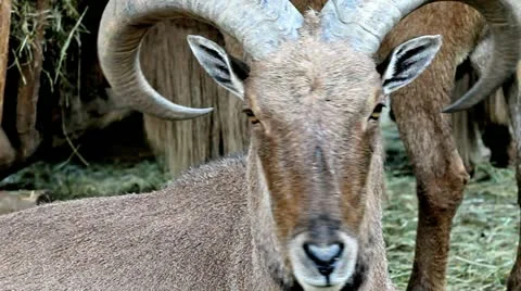 Barbary Sheep Stock Footage 10879554