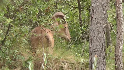 Barbary sheep Video stock 171636770