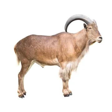 Barbary sheep isolated Stock Photos