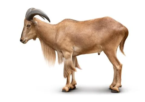 Barbary sheep isolated Stock Photos