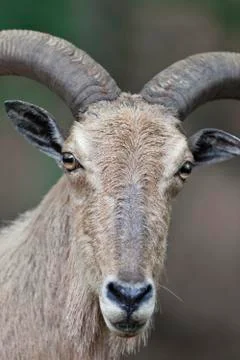 Barbary sheep Foto stock
