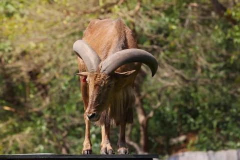 Barbary sheep Stock Photos