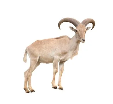 Barbary sheep Foto stock