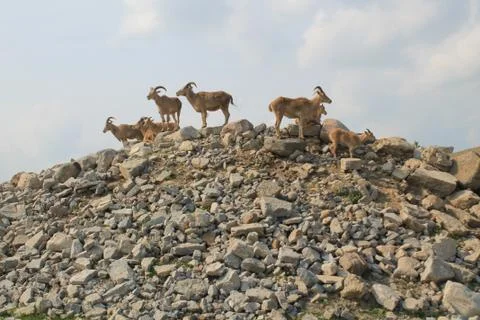 Barbary Sheep 写真素材