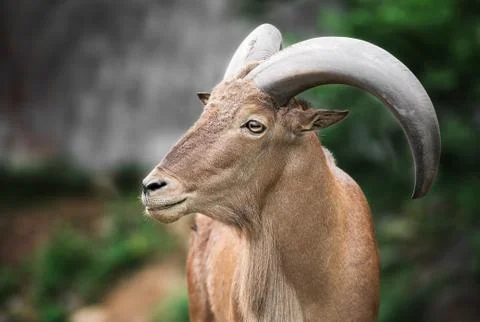 Barbary sheep Stock Photos