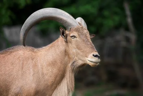 Barbary sheep Stock Photos