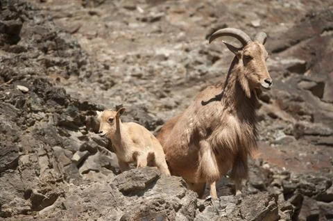 Barbary sheep Foto stock