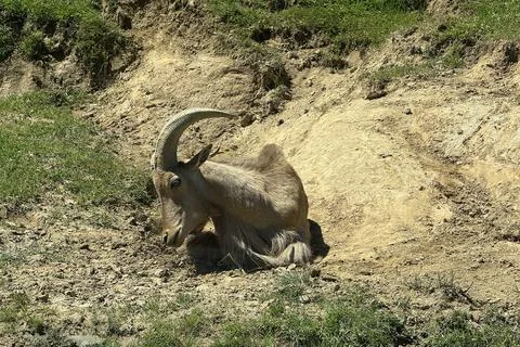 Barbary Sheep 스톡 사진