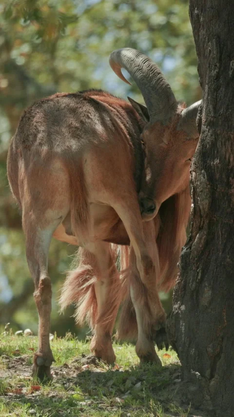 Barbary sheep scratching its back on a tree Stock Footage 327652710