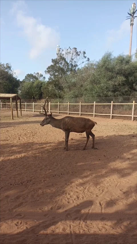 Barbary Stag Deer Standing in an Enclosure at Rabat Zoo Stock Footage 343959595