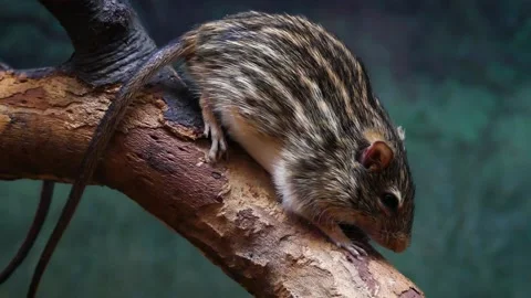 Barbary striped grass mouse (Lemniscomys barbarus) Видео 174901814