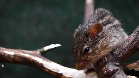 Barbary striped grass mouse (Lemniscomys barbarus) Stock-Footage 174902680