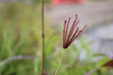 Barbata Grass with a Blurred Background Stock Photos