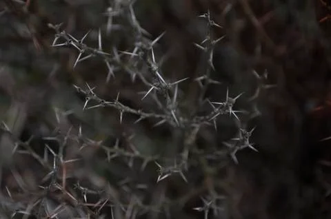 Barbed branch Stock Photos