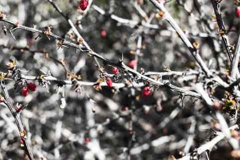 Barbed bush with red berries. Stock Photos