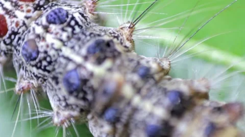 Barbed caterpillar crawling Stock Footage 64830213