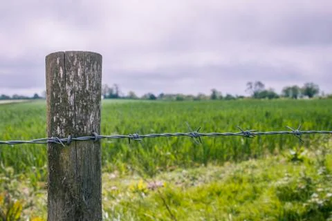 Barbed Delight Stock Photos