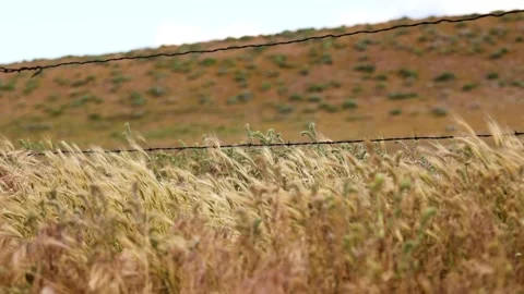 Barbed Fence in the desert Stock Footage 307446528