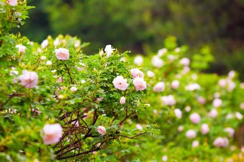 Barbed hedge Stock Photos