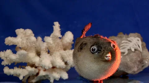 Barbed Parrot fish Stock Footage 1068575