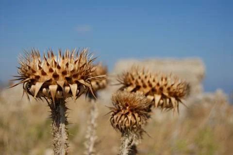 Barbed rose 库存照片