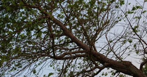 The barbed tree branches in the wind Stock-Footage 169597137