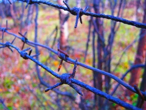 Barbed wire against the forest Stock Photos