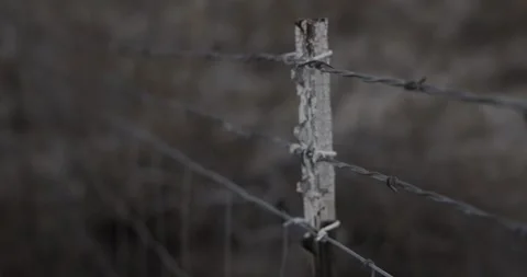Barbed Wire Against Joshua Tree Stock Footage 307446883