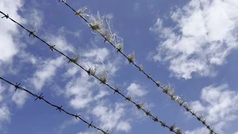 Barbed wire against the sky and torn rags blowing in the wind Stock Footage 312287035