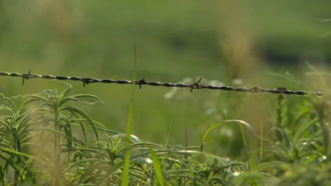 Barbed wire and grass close up Stock Footage 136204438