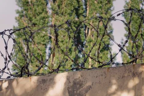 Barbed wire and trees in the background. Close-up Stock-Fotos