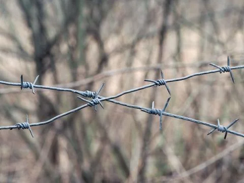 Barbed wire on a background of forest Stock Photos