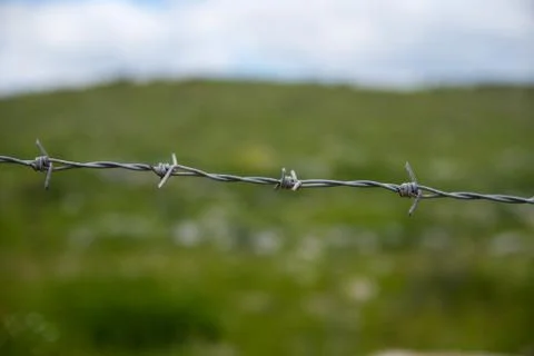 Barbed wire on the background  green grass Stock Photos