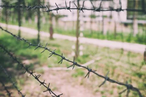 Barbed wire on the background of greenery. Stock Photos