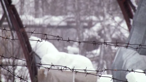 Barbed wire on the background of a winter blizzard and waving branches. Closeup 스톡 동영상 117843372