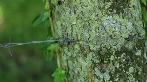 Barbed wire in the bark of a tree Stock Footage 153803686