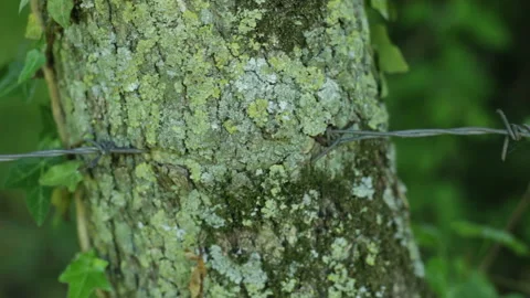 Barbed wire in the bark of a tree Stock Footage 153803711