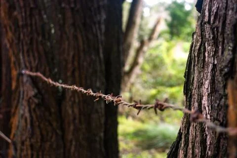 Barbed Wire between Trees Stock Photos