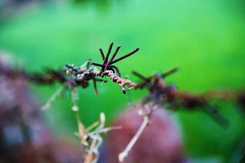 Barbed Wire with Blur Background Stock Photos