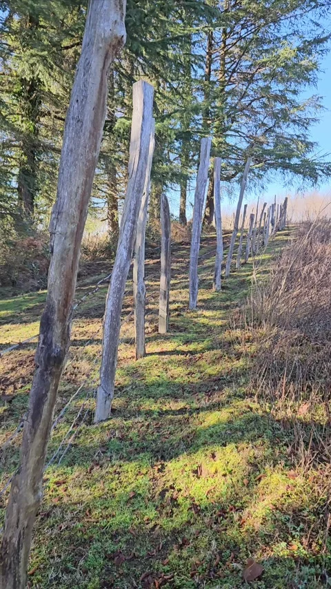 Barbed wire border, camera moves along the fence. Stock Footage 296755520