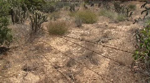 Barbed-Wire Border Stock Footage 10801276