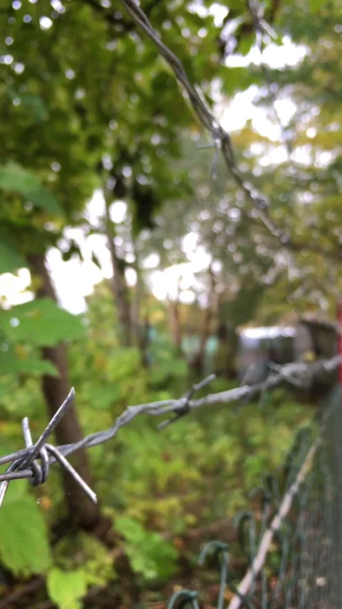 Barbed wire on a border. Or barbed wire on a prison fence. Video stock 319989879